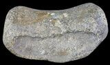 Hadrosaur Toe Bone - Alberta (Disposition #-) #71664-2